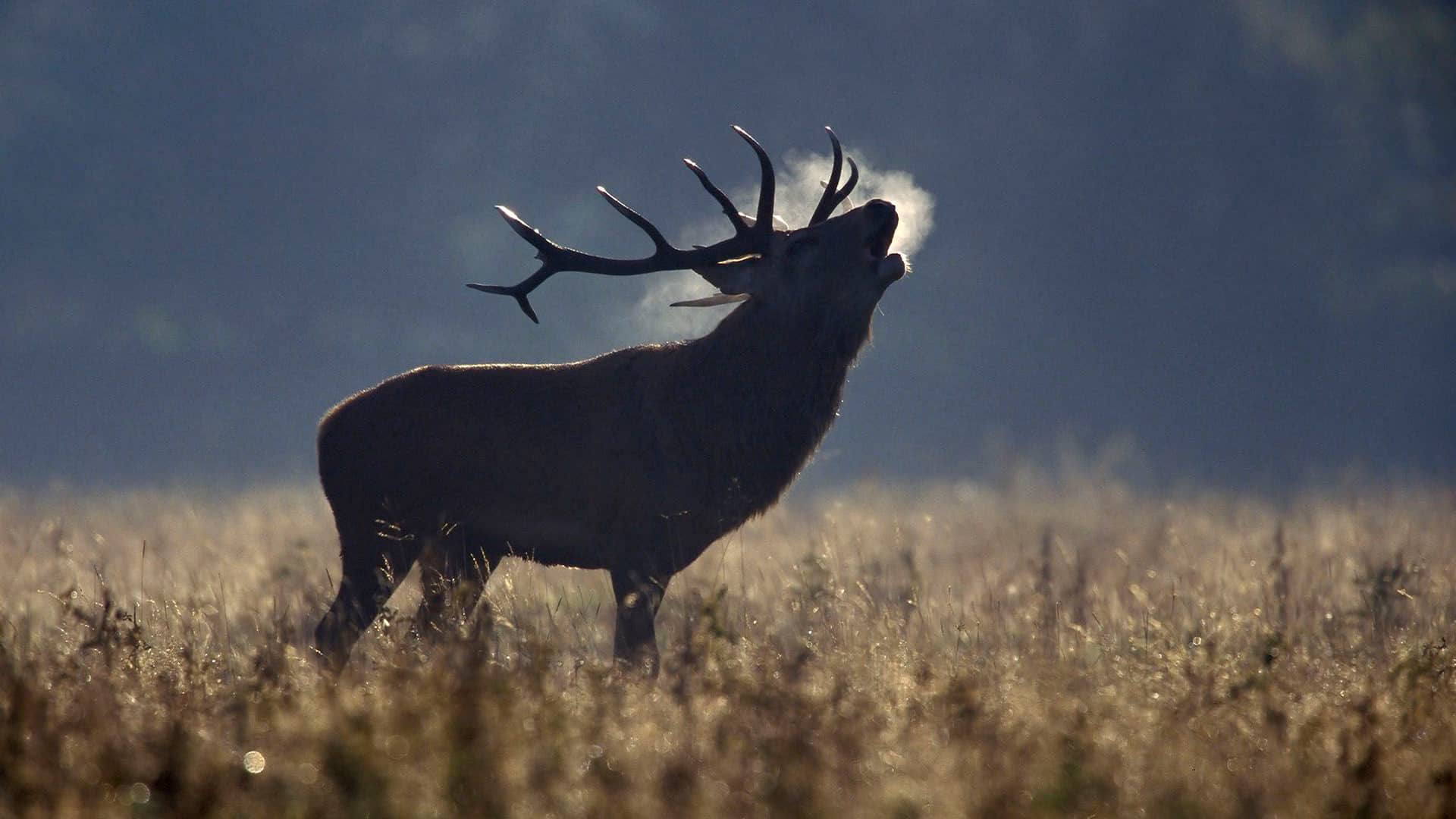 malla-cinegética-anudada malla-cinegética-anudada