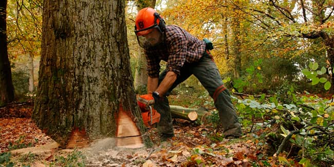 Trabajos-forestales-y-de-tala-min Trabajos forestales, tala y poda