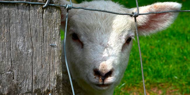 vallado-de-fincas-cinegéticas-min vallado-de-fincas-cinegéticas-min